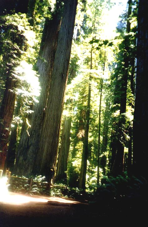redwood1